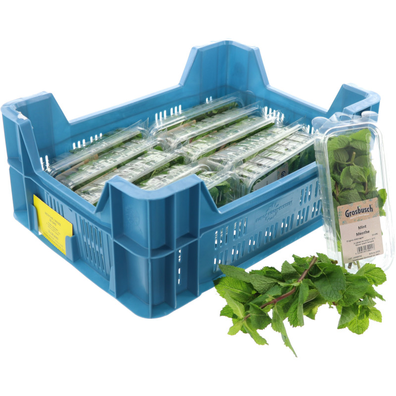 MENTHE GROSBUSCH 12X20G